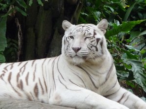 Siberian White Tiger