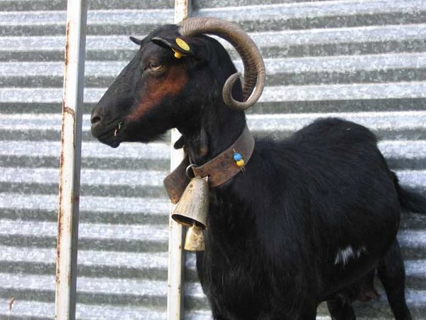 Nastry looking goat
