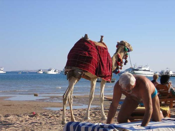 Beach camel