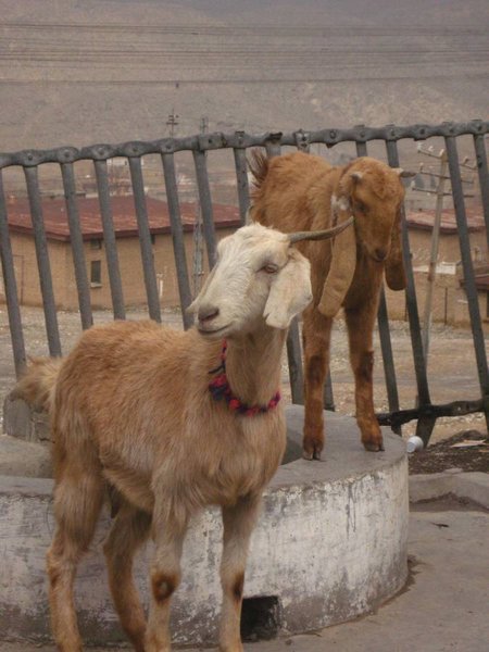 Local goats