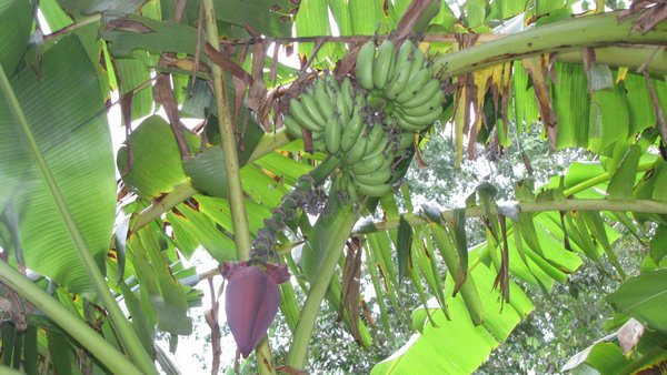 Mökin taustan banaanipuu