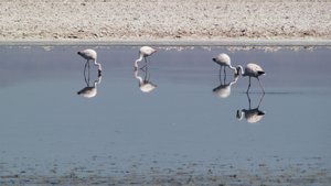 Laguna Chaxan flamingoja