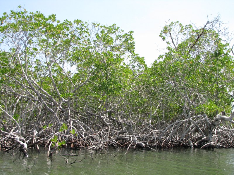 Cuaren mangroveja