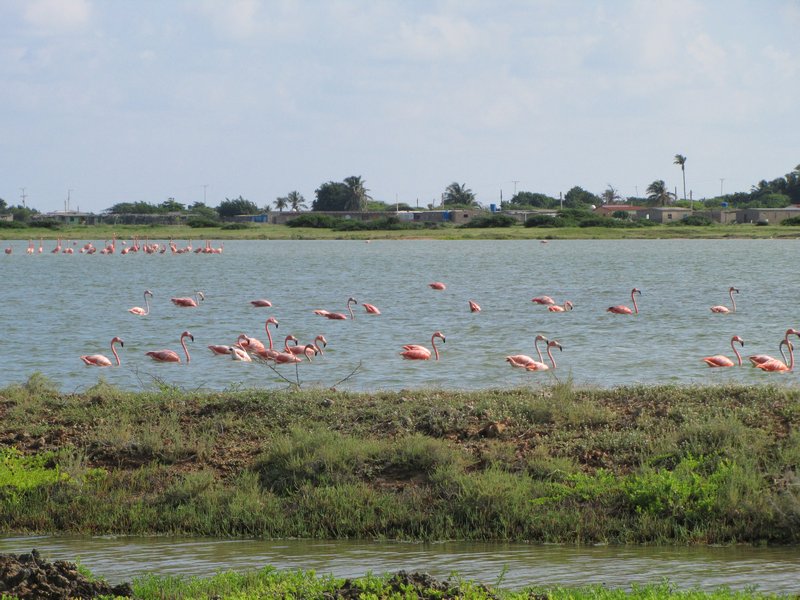 Flamingoja riitti