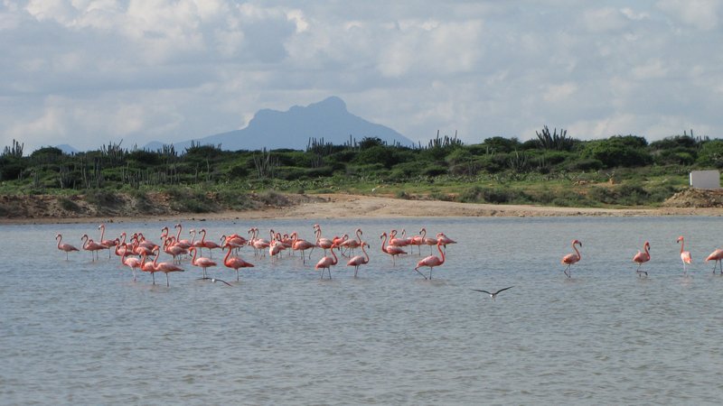 Paraguanan flamingot