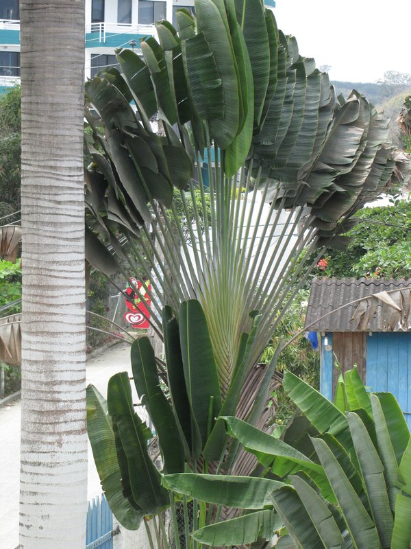 Alueen erikoisin palmu