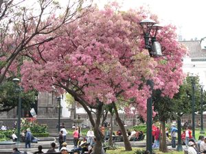 Quiton keskusaukion kukkivia puita