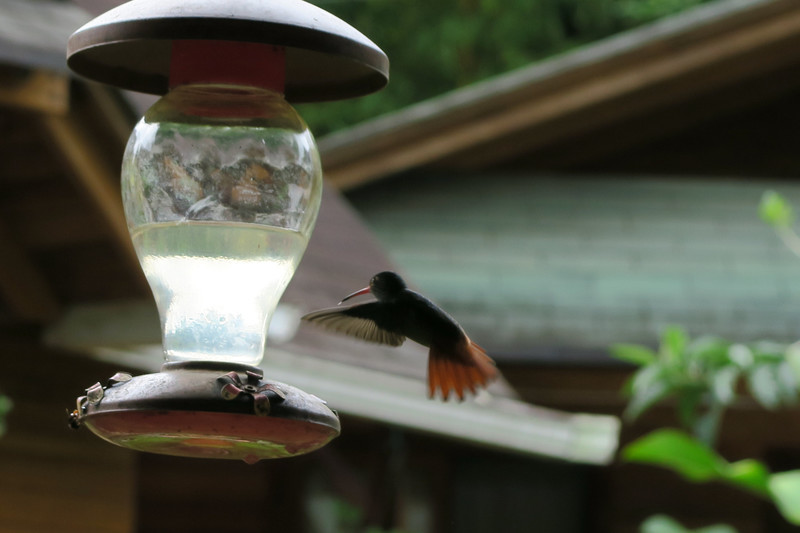 Kolibri aamiaisella
