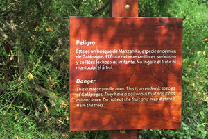 Varoitus myrkyllisistä Manzanillo -puista