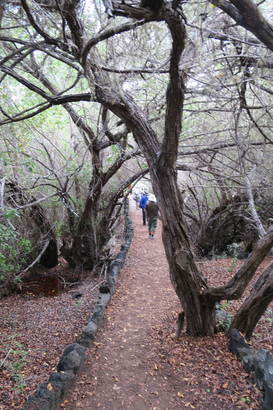 Polku mangrovemetsän läpi