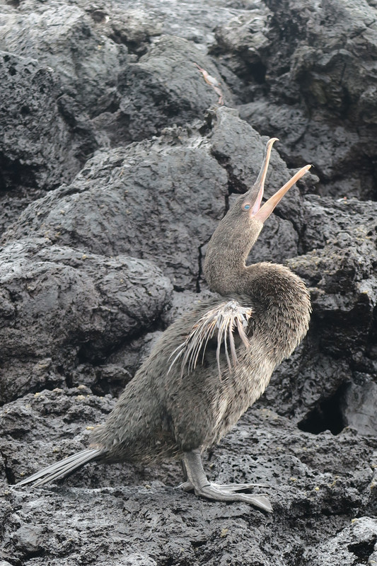 Galapagosin merimetso eli Flightless Cormorant