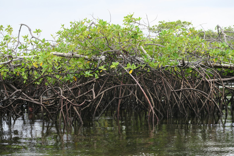 Laskuveden aikaan mangroven juurakko paljastuu