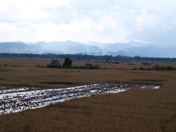 Rice Fields, Luang Nam Tha