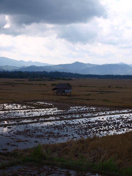 Rice Fields, Luang Nam Tha