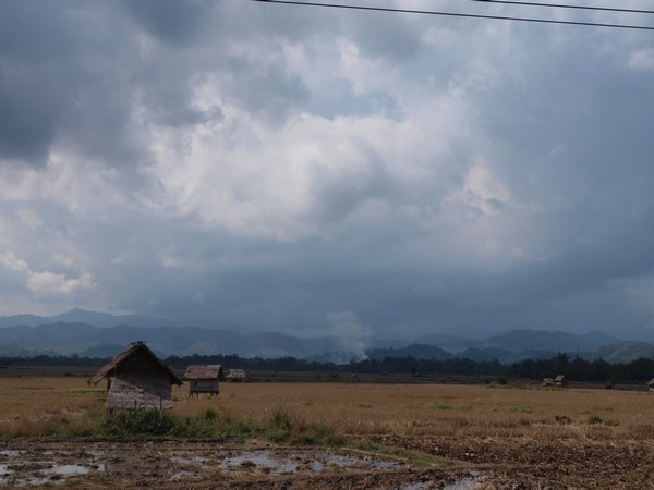 Rice Fields Luang Nam Tha