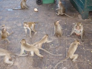 Monkeys everywhere