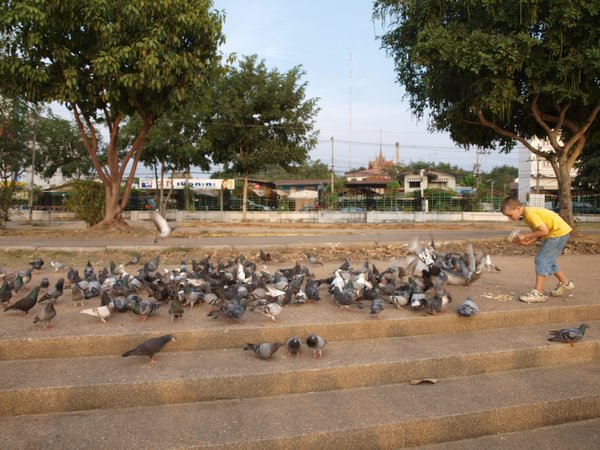 Feeding the birds, Khon Kaen