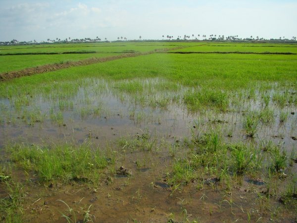 Rice Farms around the lake