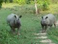 Chasing Rhino's