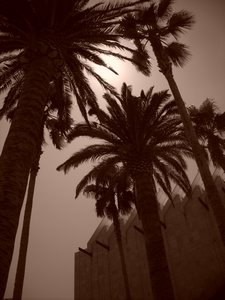 LA Palm Trees | Photo