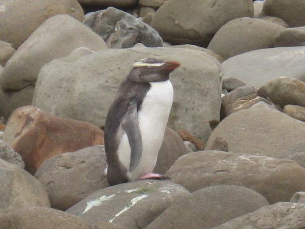 Fiordlands-Crested Penguin
