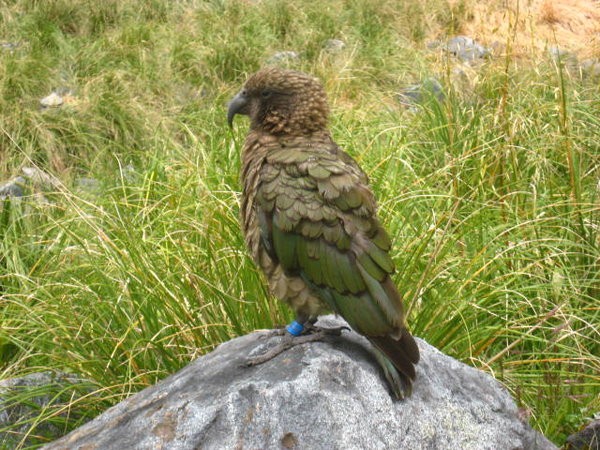The Kea, is a mountain parrot that 