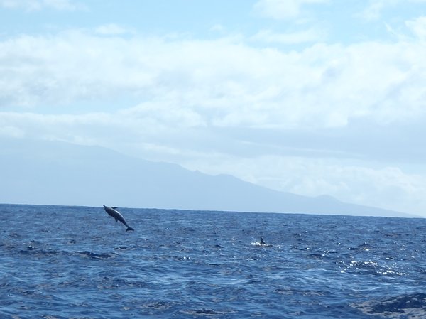 Spinner dolphins spinning