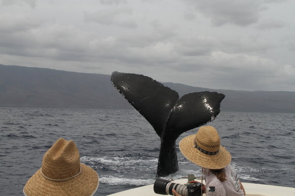 Copyright 2012. Hawaii Whale Research Foundation. Taken under NOAA-Fisheries Scientific Permit 15274