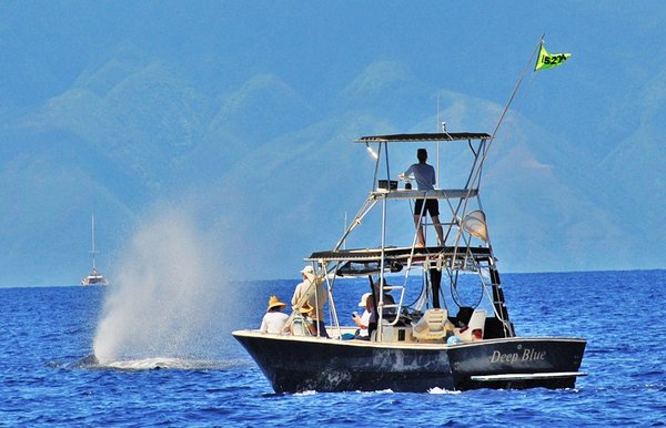 Copyright 2012. Hawaii Whale Research Foundation. Taken under NOAA-Fisheries Scientific Permit 15274