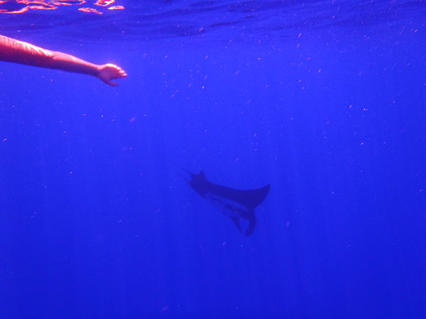 Manta swims by on our cool-off swim!