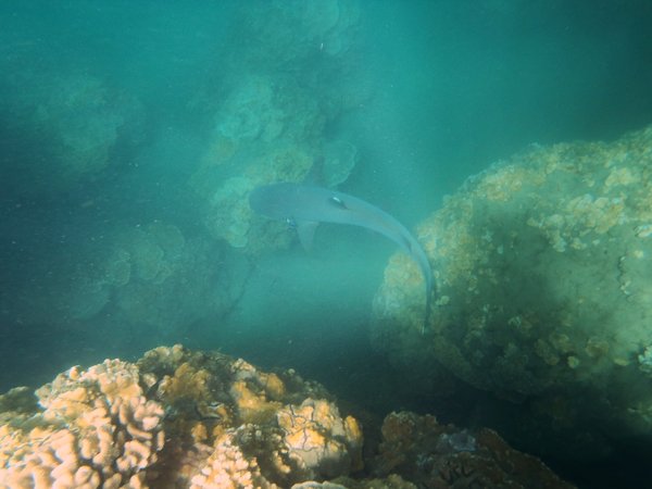 White tip reef shark about 4"