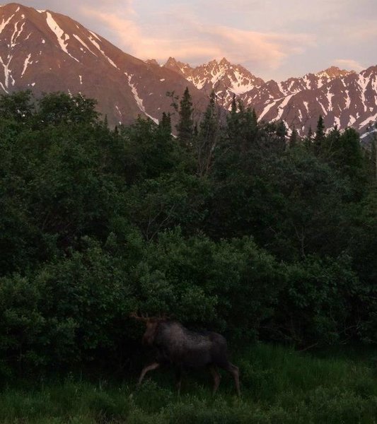 Moose everywhere!