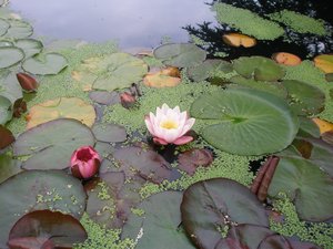 Lillies at Bodnant Gardens