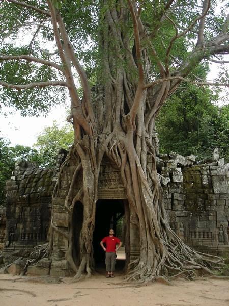 Tree Temple