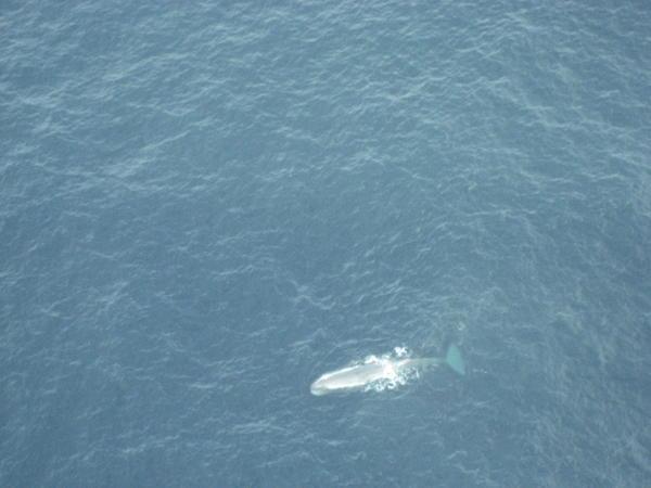 sperm whale off kaikoura