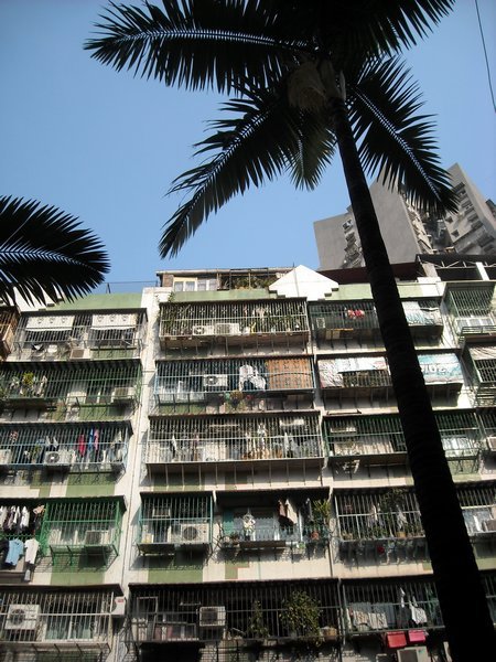 Palm Trees and Highrises