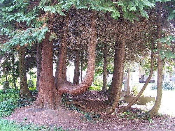 interesting tree
