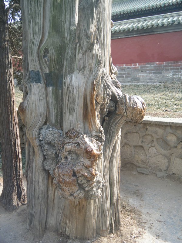 A gnarled treet