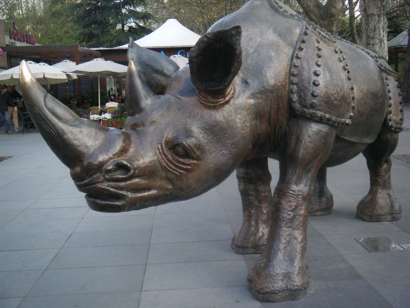 Rhino near the temple.