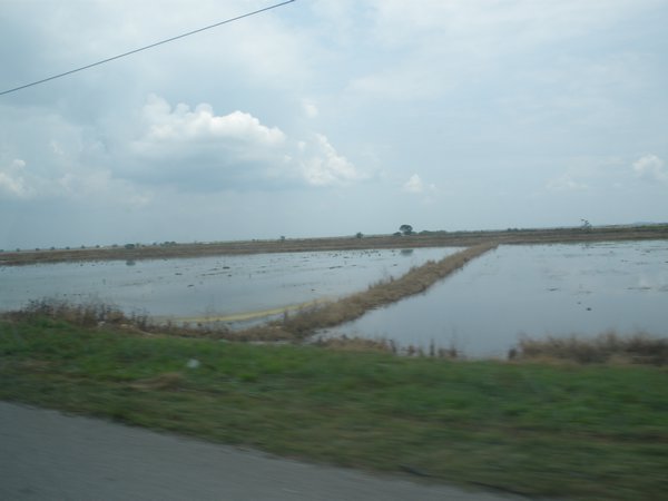 I think these are rice fields?
