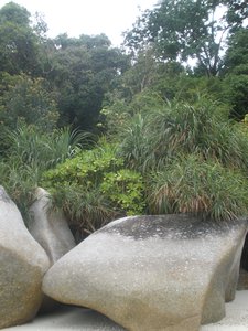 Big Rocks & Rainforest