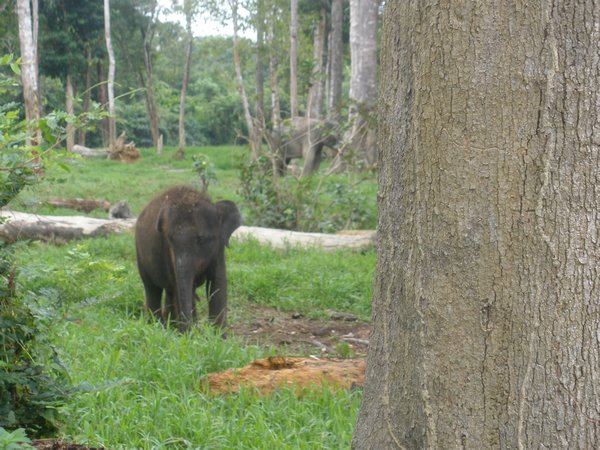 One baby elephant...