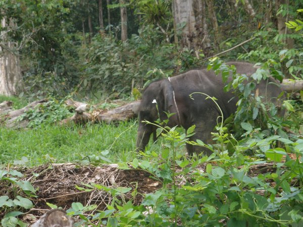 Yet another photo of an elephant