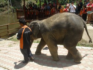 Elephant show 03