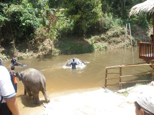 Elephants swimming 01
