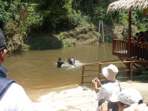 Elephants swimming 02