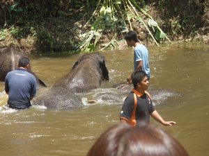 Elephants swimming 03