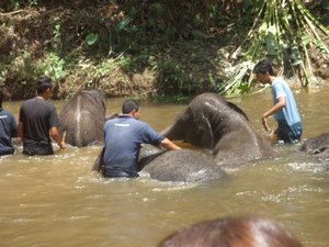 Elephants swimming 04