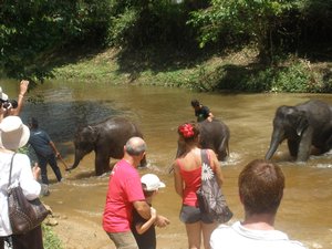 Elephants swimming 05