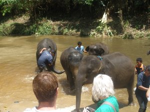 Elephants swimming 06